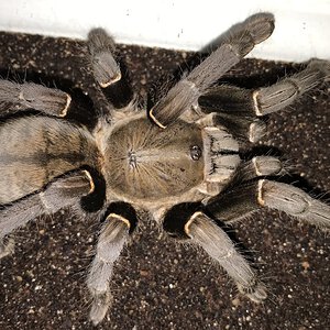 5.75”-6.25” Female Cyriopagopus minax (Thailand Black Tarantula)
