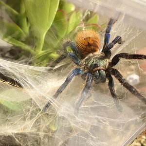 Chromatopelma cyaneopubescens