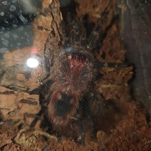 G. Pulchripes 5 cm [1/2]