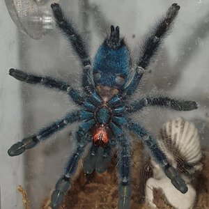 Caribena Versicolor 6cm