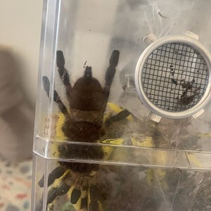 Poecilotheria regalis [ventral sexing]