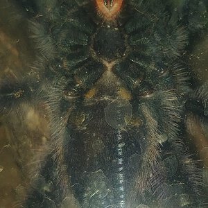 C. versicolor 3'' M or F?