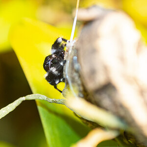 phidippus sp. surprise!