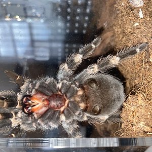 Brachypelma hamorii [ventral sexing]