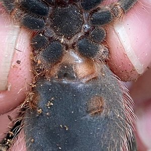 2.5" Grammostola pulchripes [ventral sexing]