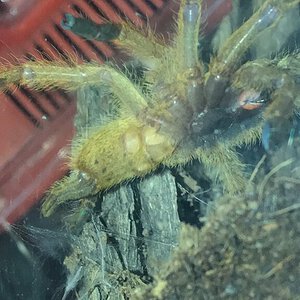 2.5" Obt (p. murinus) ventral sexing [1/2]