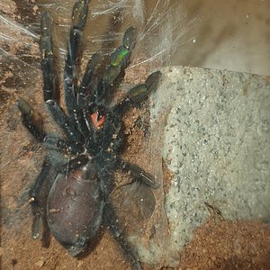 1.5" Psalmopoeus irminia [ventral sexing] [4/4]