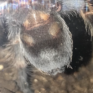 1.5" Brachypelma hamorii [ventral sexing]