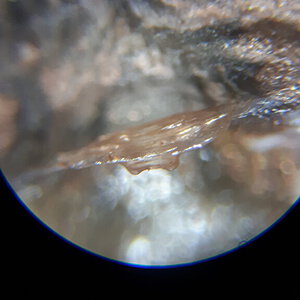 9cm Theraphosa apophysis [molt sexing] [1/2]