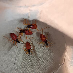 P. horrida nymphs April 2020.jpg