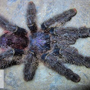 Avicularia sp. (Unknown)