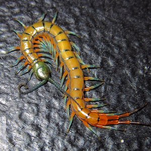 Scolopendra subspinipes 'Hawaiian Coastal'