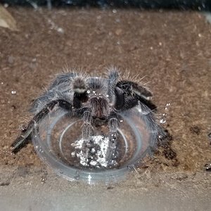 Lasiodora parahybana