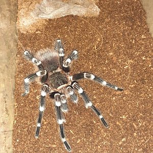 Freshly Molted Male A.Geniculata