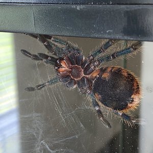 Chromatopelma cyaneopubescens [ventral sexing] [1/2]