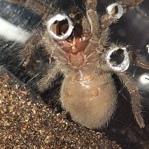 2-3" Grammostola pulchra [ventral sexing]