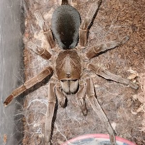 Selenotypus sp. "Champagne Robustus"