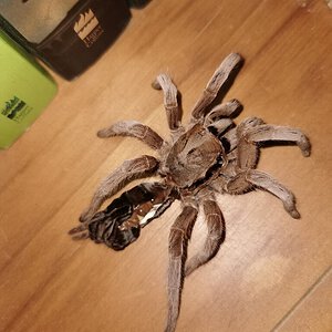 Selenotypus sp. "Champagne Robustus" molt