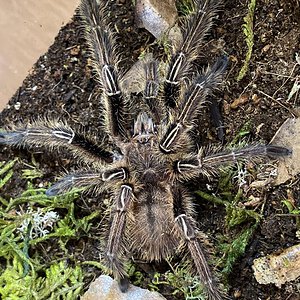 Ephebopus murinus