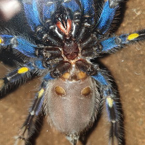 Poecilotheria Metallica