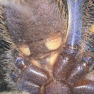 Poecilotheria metallica [ventral sexing]