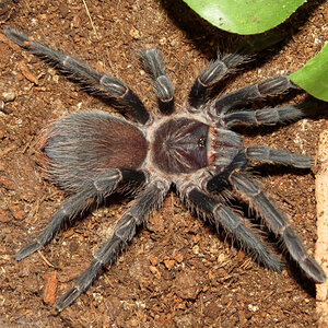 Ni (♀ Phormictopus sp. "south Hispaniola" 3"+)