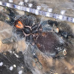 3-4” Avicularia Avicularia Epigastric Sexing