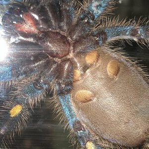 Poecilotheria metallica male or famale??