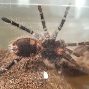 2.5 - 3in G. Pulchripes, male or female?