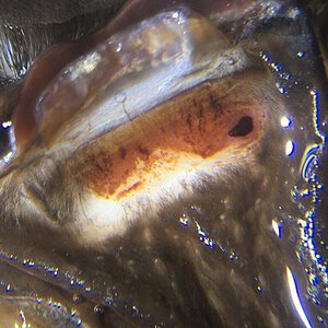 Female Sericopelma/Brachypelma angustum