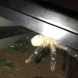 Aphonopelma seemanni [ventral sexing] [1/2]