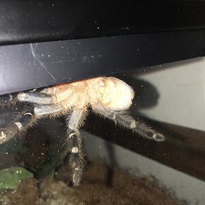 Aphonopelma seemanni [ventral sexing] [2/2]