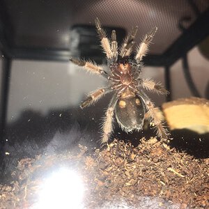 1" Brachypelma boehmei [ventral sexing] [3/4]