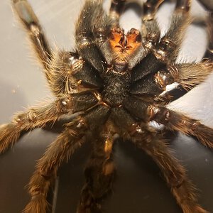 Ephebopus murinus [molt sexing] [1/3]