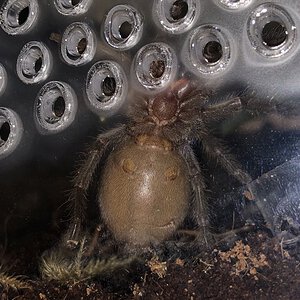 1.5-2" Grammostola pulchra/quirogai [ventral sexing]