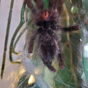 A. Avicularia - 3-3.5 in [ventral sexing]