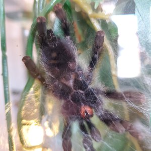 A. Avicularia - 3-3.5 in [ventral sexing]