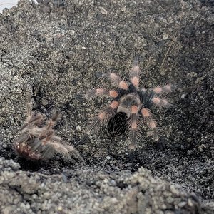 Freshly molted B. smithi sling