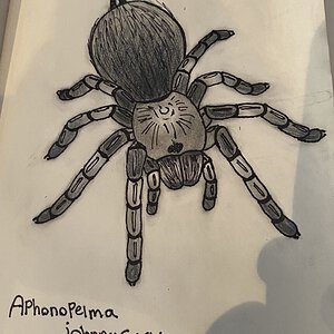 Aphonopelma johnnycashi belonging to AZ Tom