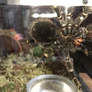 Brachypelma Auratum Sexing