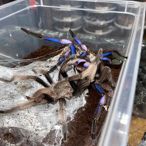 Chilobrachys sp electric blue pairing