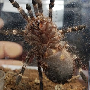 A geniculata 1 year 9 months, about 2+ inches