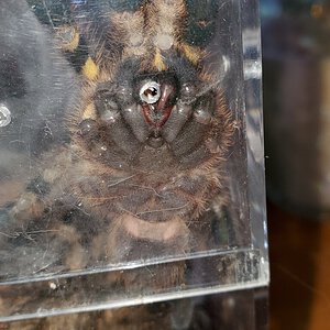 2.5-3" dls P.regalis