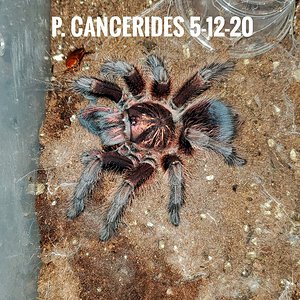 P. CANCERIDES