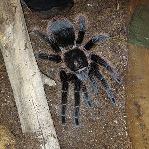 T. Albopilosus "Nicaragua"?