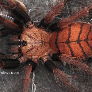 Chilobrachys fimbriatus.