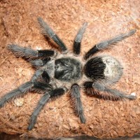 grammostola grossa