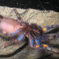 P.metallica male