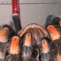 Adult F. B.smithi