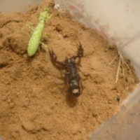 what kind of scorpion is this? Is this dangerous?